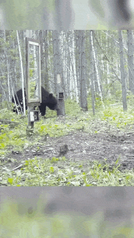 daed15be1eed0a905b21e639c5ae1c33_1706587872_7386.gif